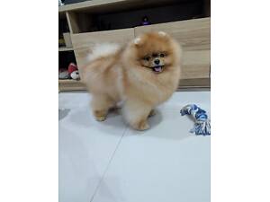 Pomeranian Spitz male Elite kennel