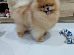 Померанський шпіц кобель Елітний розплідник