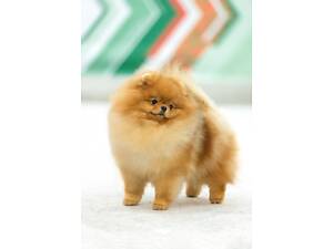 Pomeranian Spitz