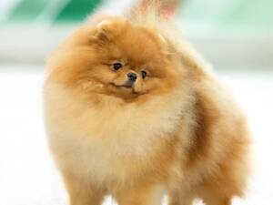 Pomeranian Spitz