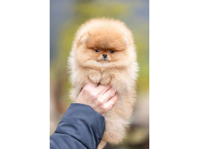 Померанський шпіц - Фото 2