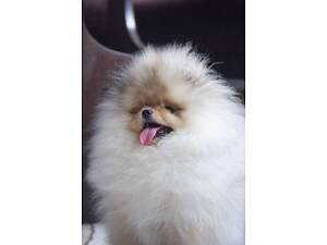 Pomeranian Spitz