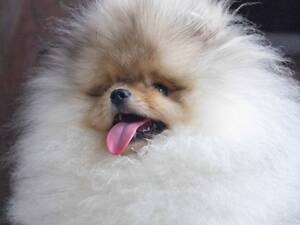 Померанський шпіц