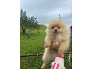 Померанські піци (терміново)