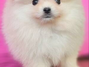 Померанський шпіц КСУ