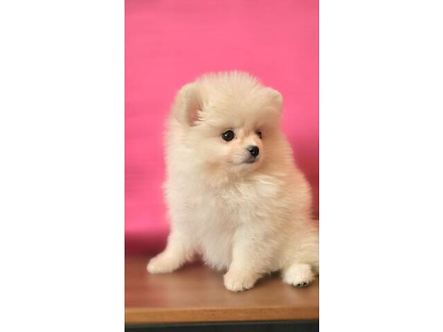 Померанський шпіц КСУ - Фото 3