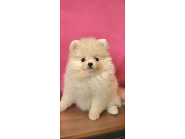 Померанський шпіц КСУ - Фото 1