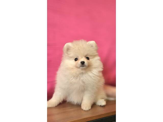 Померанський шпіц КСУ - Фото 2