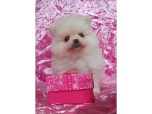 Померанскій шпіц міні