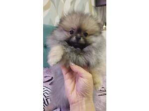 Померанський шпіц