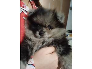 Померанський шпіц!