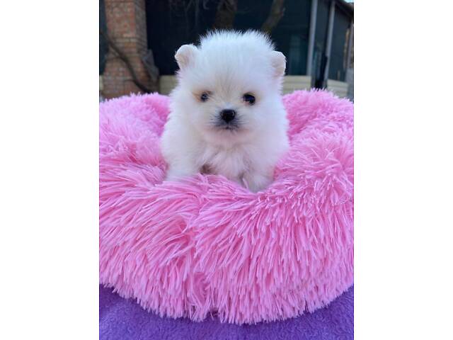 Померанський шпіц - Фото 2