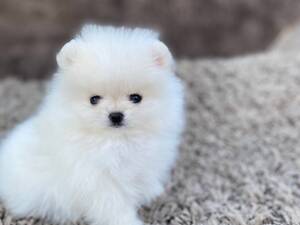 Померанський шпіц