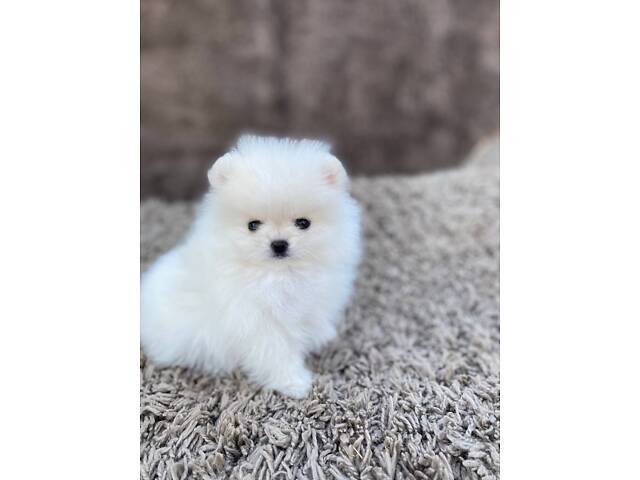 Померанський шпіц - Фото 1