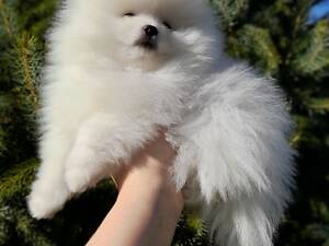 ?померанський шпіц