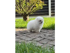 Померанський шпіц