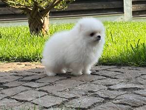 Померанський шпіц