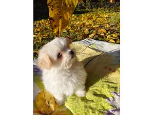 Померанський шпіц, діти шпіци