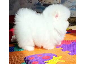 Померанський шпіц ія