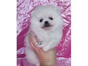 Померанський шпіц міні