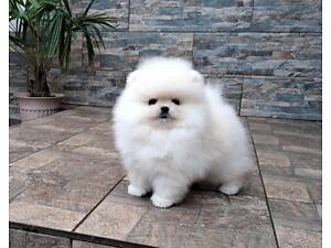 Померанський шпіц, міні.