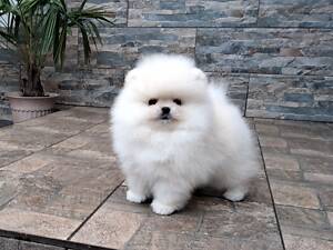 Померанський шпіц, міні.