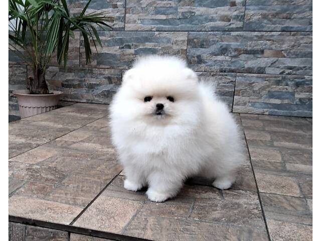 Померанський шпіц, міні. - Фото 1