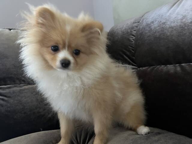 Померанський шпіц, родовід - Фото 3