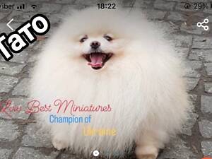 Померанський шпіц від святого Миколая