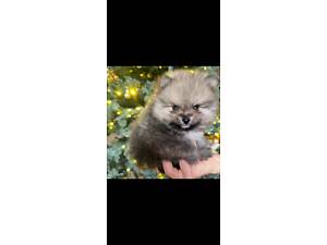 Померанський шпіц