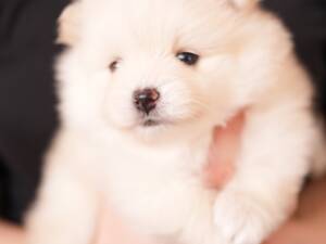 Померанський шпіц