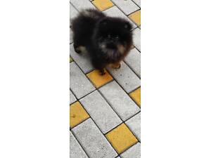 Померанський шпіц хлопчик