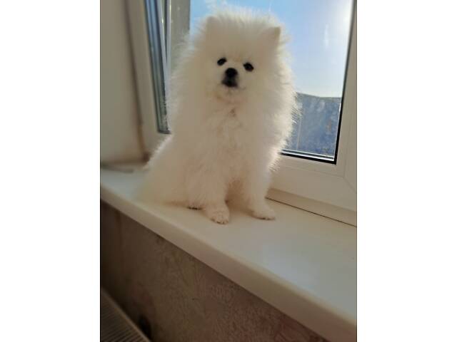 Померанський шпіц - Фото 2