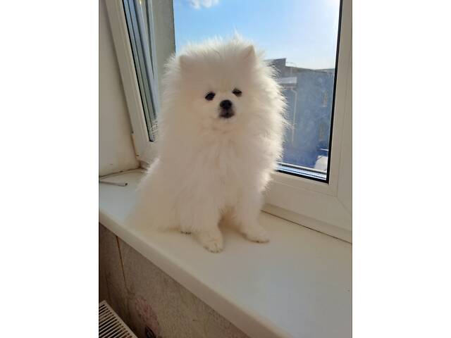 Померанський шпіц - Фото 3