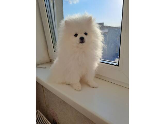 Померанський шпіц - Фото 4