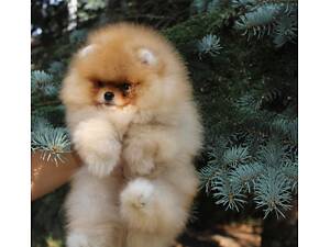 Померанський шпіц