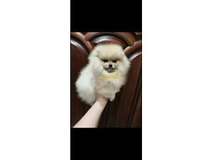 Померанський шпіц