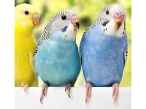 Попугаи от заводчика.