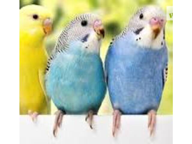 Попугаи от заводчика. - Фото 1