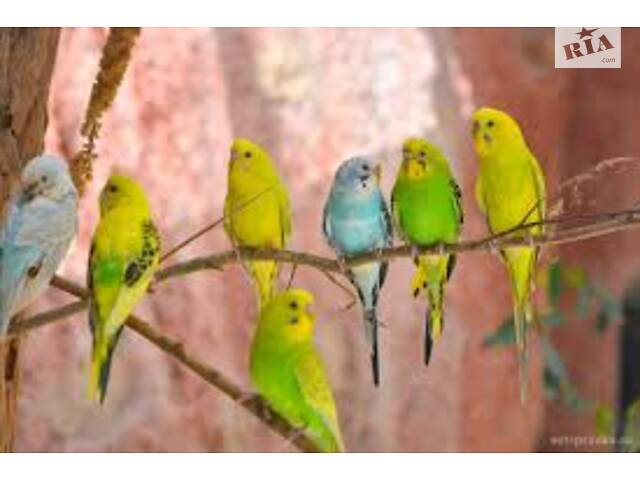 Попугаи от заводчика. - Фото 2