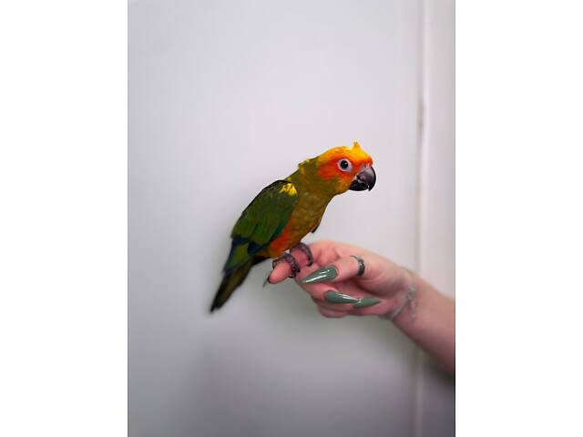 Попугай Аратинга, аратинга ручной папугай, солнечный аратинга - Фото 3
