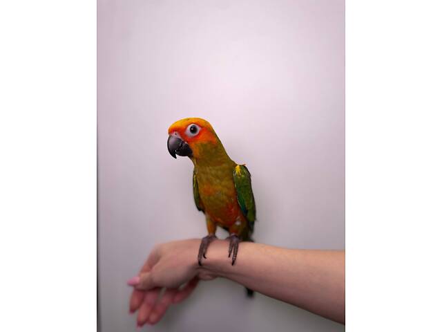 Попугай Аратинга, аратинга ручной папугай, солнечный аратинга - Фото 1