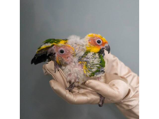 Попугай Аратинга, аратинга ручной папугай, солнечный аратинга - Фото 2