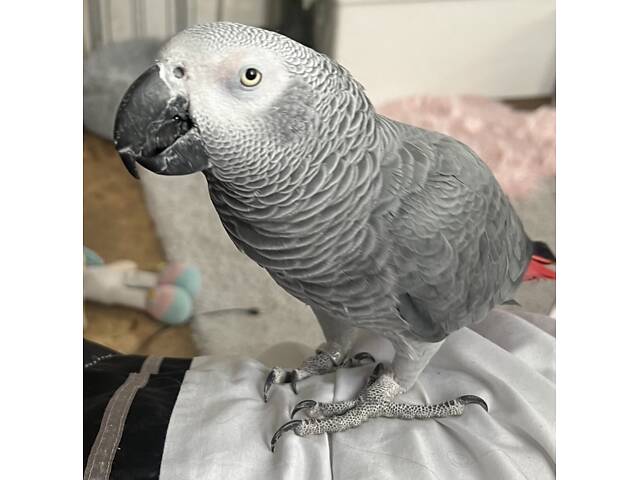 Попугай Жако краснохвостный - Фото 1