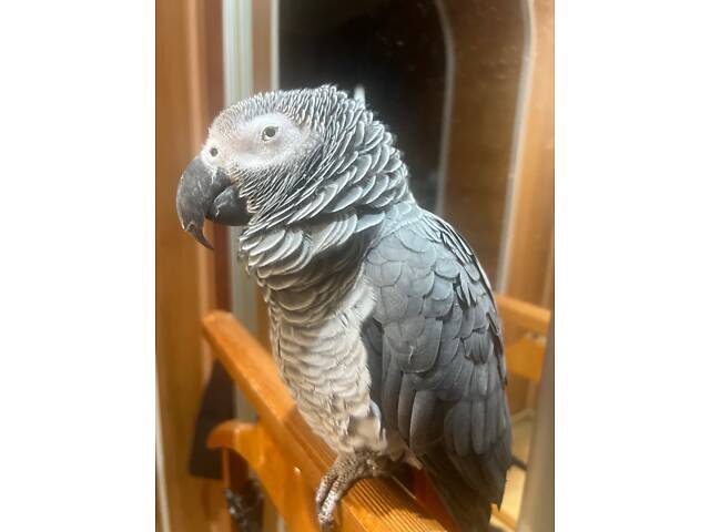 Попугай Жако краснохвостный - Фото 2