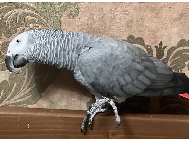 Попугай Жако краснохвостный - Фото 3