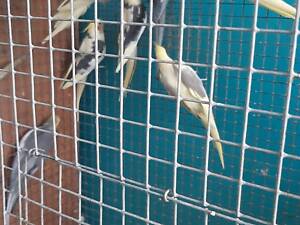 Попугаї карели для навчання та розмноження.