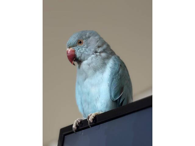 Попугай ожереловий - Фото 1