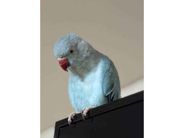 Попугай ожереловий - Фото 2