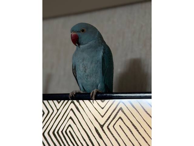 Попугай ожереловий - Фото 3